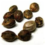 Семена марихуаны АК-47  (Seeds AK-47) в Дзержинске